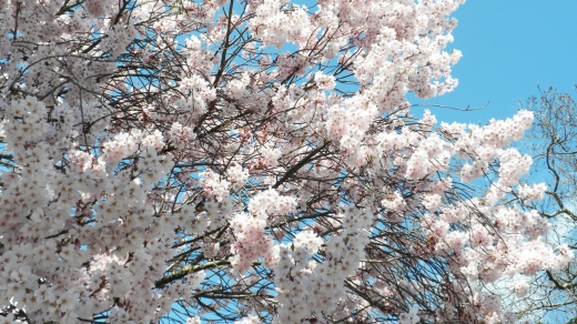 桜の写真素材03 画像 写真 壁紙の素材が無料のピクリア