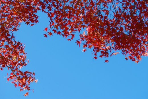 青空と紅葉の写真素材 画像 写真 壁紙の素材が無料のピクリア