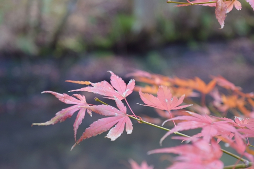 枯れたもみじ 紅葉の写真素材02 画像 写真 壁紙の素材が無料のピクリア