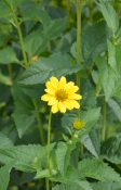 黄色い花の写真素材01