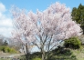 桜の写真素材01