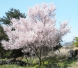 桜の写真素材02