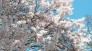 桜の写真素材03