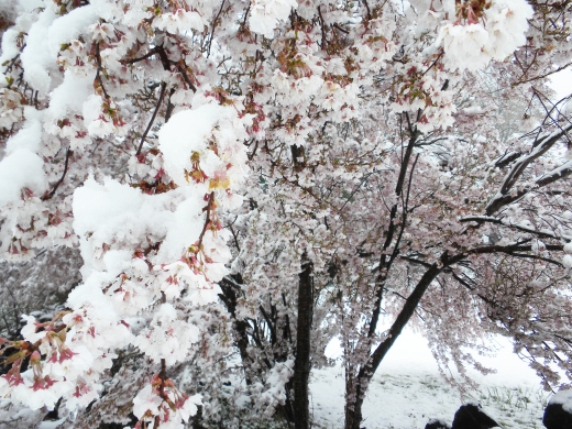 雪が積もった桜の写真素材01