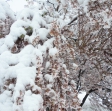 雪が積もった桜の写真素材02