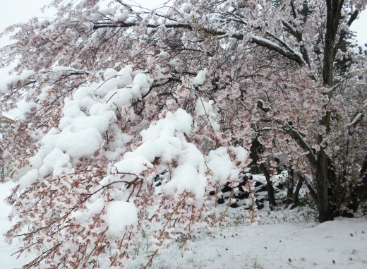 雪が積もった桜の写真素材03