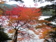 湖と紅葉・もみじの写真素材01