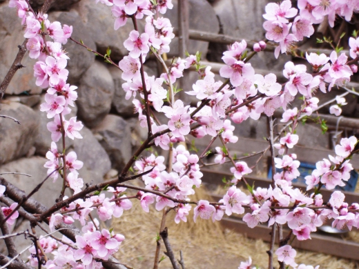 桃の花の写真素材01