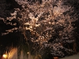 夜桜の写真素材01