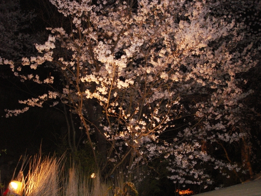 夜桜の写真素材01
