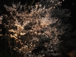 夜桜の写真素材02