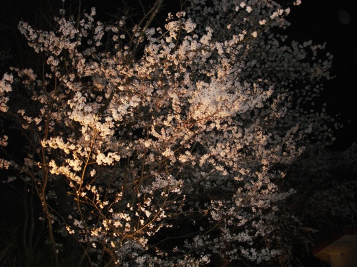 夜桜の写真素材02 画像 写真 壁紙の素材が無料のピクリア