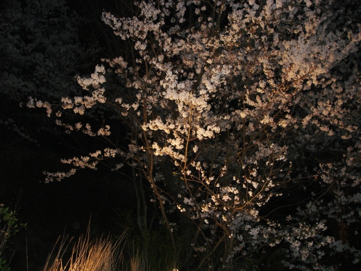 夜桜の写真素材03
