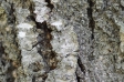 松の樹皮の写真素材01