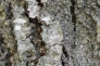 松の樹皮の写真素材01