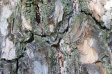 松の樹皮の写真素材02