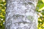 白樺の樹皮の写真素材01