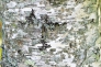 白樺の樹皮の写真素材02