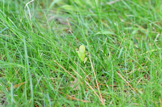 草の中にいるカエルの写真素材