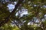 森林と青空の写真素材04