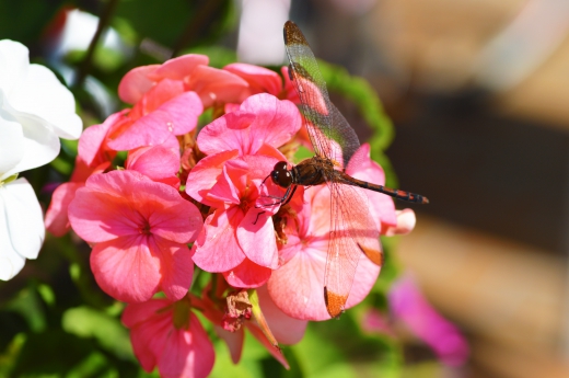 花に止まっているトンボの写真素材02