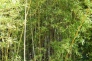 竹藪の写真素材01