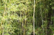 竹藪の写真素材03