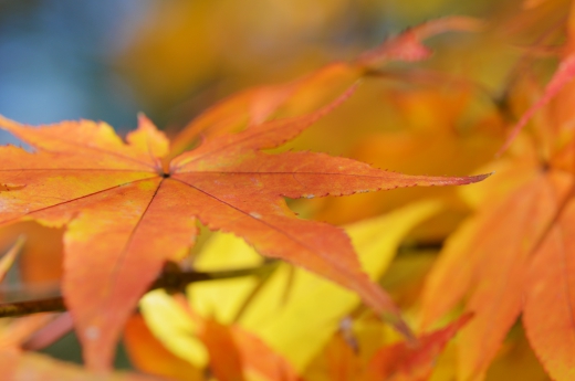 もみじ・紅葉の写真素材04