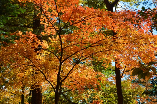 もみじ・紅葉の写真素材11