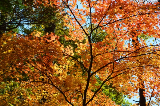 もみじ・紅葉の写真素材12