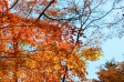 もみじ・紅葉の写真素材13