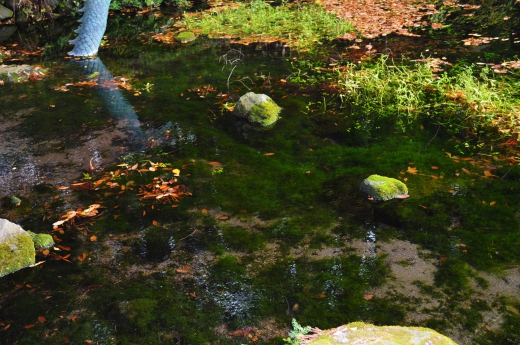 湧き水の写真素材02