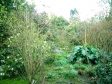 イギリスの庭の写真素材04