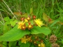 イギリスの野草花の写真素材