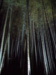 夜の竹林の写真素材