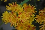 オレンジ色の小菊の写真素材