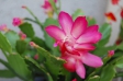 カニシャボの花の写真素材
