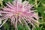 ピンクの糸状花弁の菊の写真素材