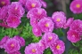 ピンクの小菊の写真素材01