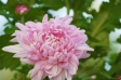 ピンクの小菊の写真素材02