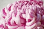 ピンクの大輪の菊の写真素材