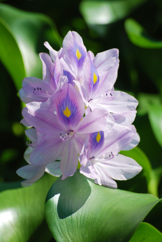 ホテイアオイの花の写真素材02