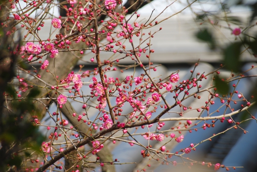 紅梅の花と蕾の写真素材