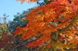 もみじ・紅葉の写真素材15