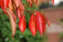 紅葉した桜の葉の写真素材