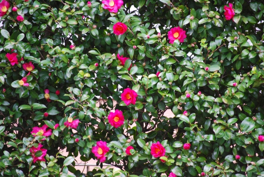 山茶花の生垣の写真素材