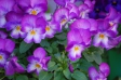 紫のビオラの写真素材