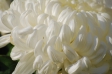 真っ白な大輪の菊の写真素材
