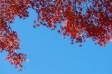 青空と紅葉の写真素材