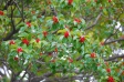 赤い実を付けたモチの木の写真素材